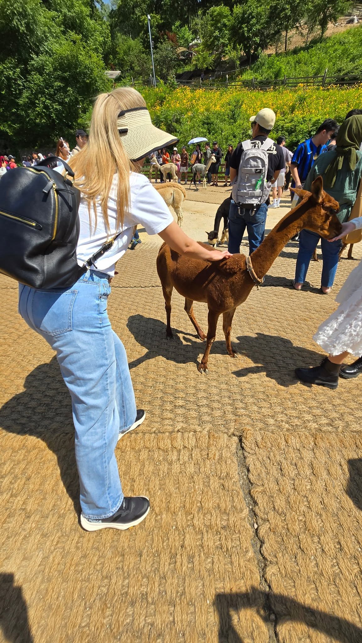 Feeding alpacas in Korea. Not how I expected my Tuesday to go, but here we are.